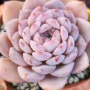 우혁농장 이미지