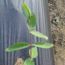 정선군농업기술센터 이미지