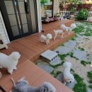 상희독스 아카데미 이미지