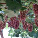 백구면사무소 이미지