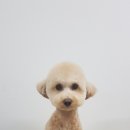 세종애견미용 이미지