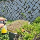 창원농약사 | 진해여행(240420토)_모뉴먼트 제초제#외조부모님 산소관리#잔디살려#잡초박멸#잔디제초제# 제초제추천