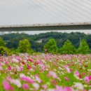 한강시민공원(한강둔치꽃단지) 이미지