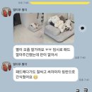 디스크독 연구소 | 훈련소/말티푸 별이 퇴소후기/산책교육/기본교육/분리...추천/대형견/디스크독스쿨/디스크독연구소/멍타운