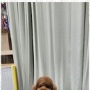 퍼피키티 이미지