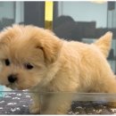 이편한도그 이미지