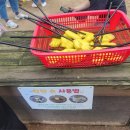 안성팜랜드 가을여행 🌸 핑크뮬리 맛집 (25년 9월 20일 기준)