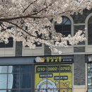 착한언니 애견살롱 | 진주애견미용잘하는곳 몽실살롱!! 솔직후기