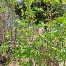 마가목민박 이미지