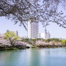 석촌공원길 | 잠실 석촌호수 가는길 벚꽃 실시간 개화 축제 마지막날 후기