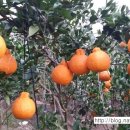 서당농장 이미지