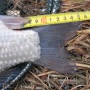 교동멧돼지 이미지