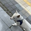 야옹아멍멍해봐나주점