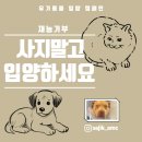 [재능기부] 강서구 방치견 해외 입양 전 수컷 중성화 수술 후원