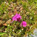 고궁다슬기 이미지