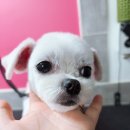 위드독스샵 이미지