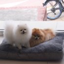 바스멍 이미지