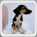 강아지 와요와요 이미지