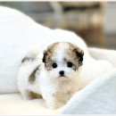 파라다이스펫 살롱 이미지