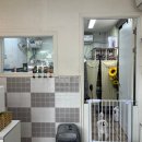 트레벨애견미용 이미지