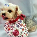 서구애견센타 이미지