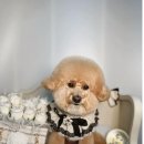 벨르시앙 이미지