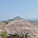 북면-3 | 창원 북면 벚꽃카페 "커피가 있는 아침" 3월 29일 방문후기 | 벚꽃 개화 상태