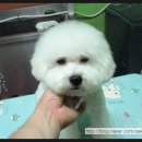 애니펫살롱 이미지