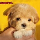 쓰담쓰담애견샵 이미지