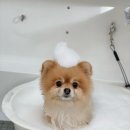 두유네 애견미용실 이미지