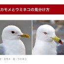 괭이바다 | 250802. ウミネコ(우미네코 海猫: 괭이갈매기) 의 역습 그리고..