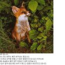 여우나라