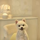 알로하펫 이미지