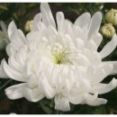 수정로171번길 이미지