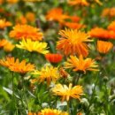메리골드