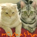 살찐 고양이 카카오 검색결과