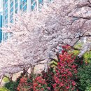 온천천시민공원 동백 이미지