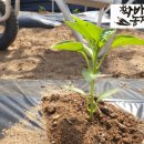 매음농장 네이버블로그