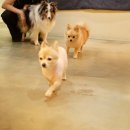 코코 펫 미용 이미지