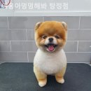 야옹아멍멍해봐탕정점