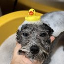 위위그루밍 이미지