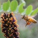 꿀벌아 고마워 공인중개사사무소 이미지