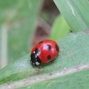 무당벌레는 왜 레이디(ladybug)일까? 이미지