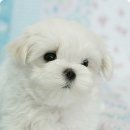그리시아 화이트 매직 이미지