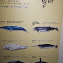 장생포고래박물관 | ★울산 장생포 고래 박물관 방문 상세 후기 및 입장 요금, 운영 시간 안내★