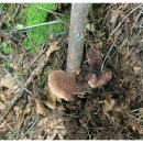 황산카센타 이미지