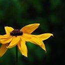 Rudbekia SPP 이미지