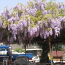 동강2리 이미지