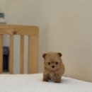 똥강아지 김해 강아지분양 고양이분양 | 김해강아지분양, 테일러퍼피 분양후기 (김해, 부산, 창원)