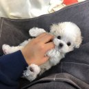 프롬퍼피 이미지